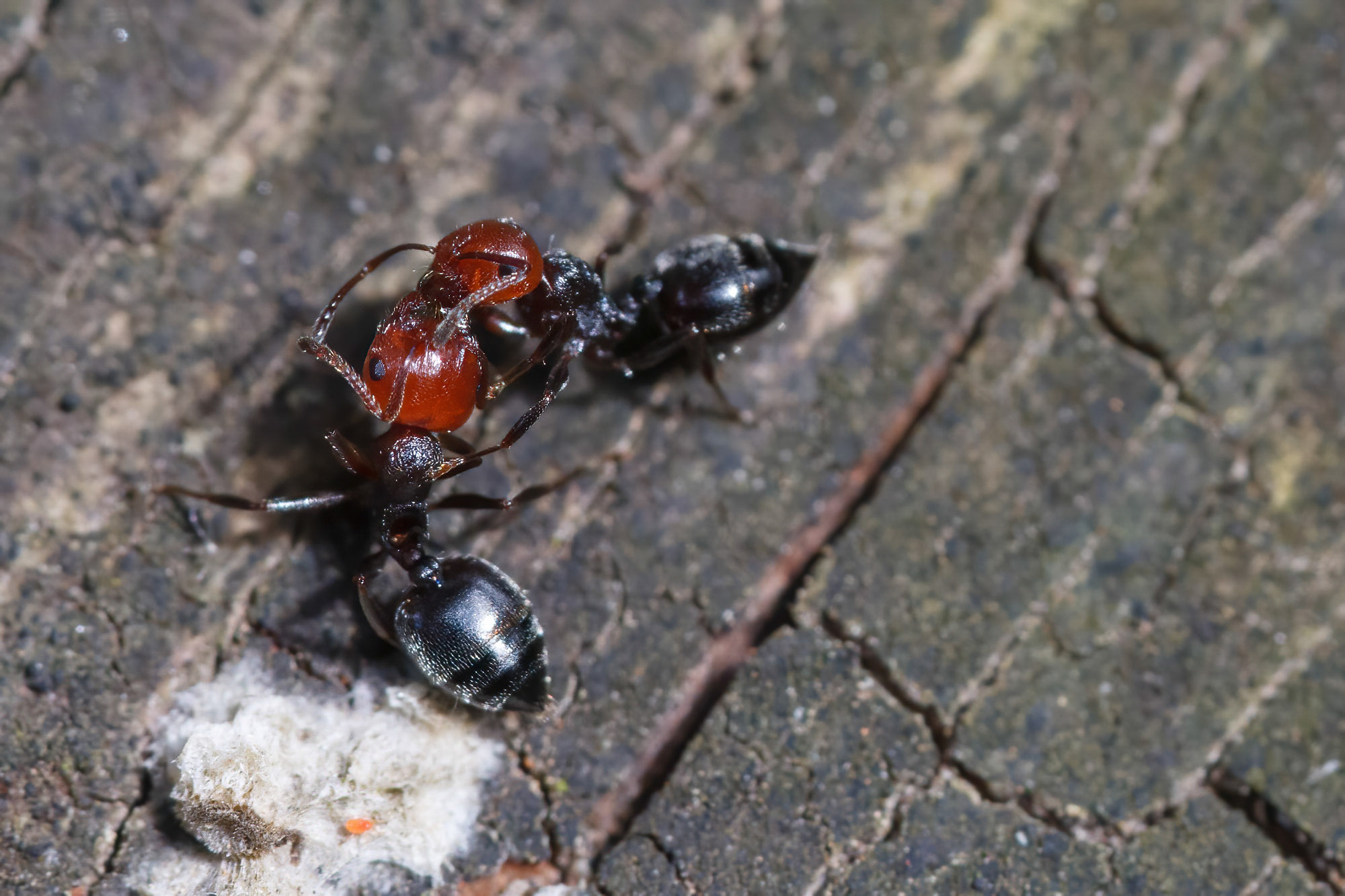 Crematogaster scutellaris